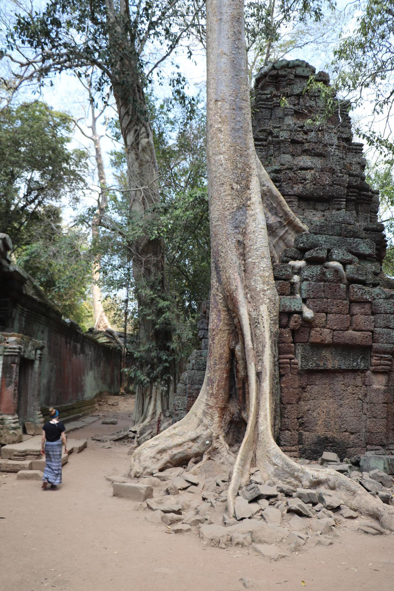 Ta Phrom temple, Siem Reap, Cambodia