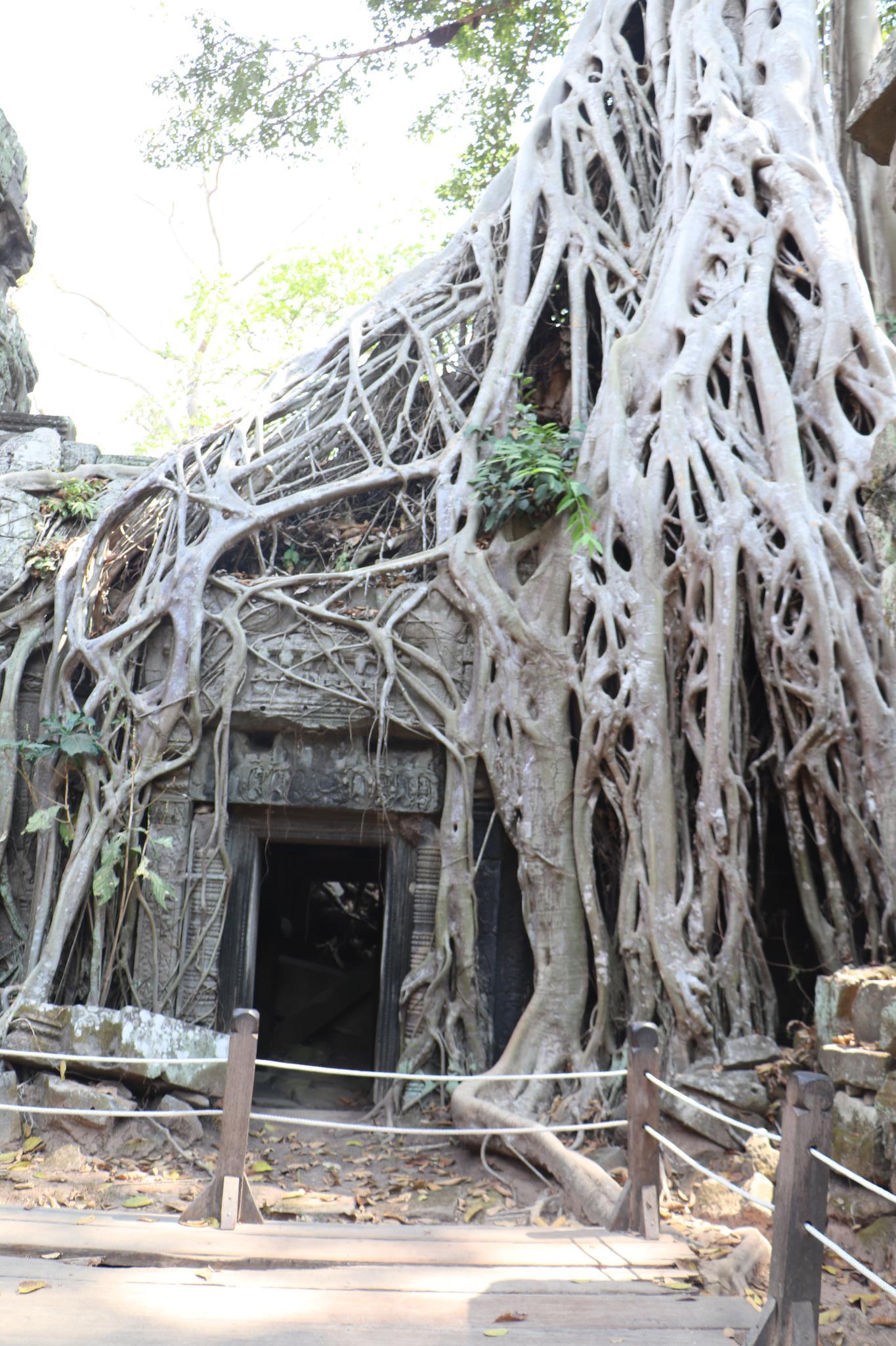 Ta Phrom temple