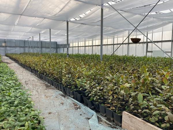 Teeanbau in Brandenburg