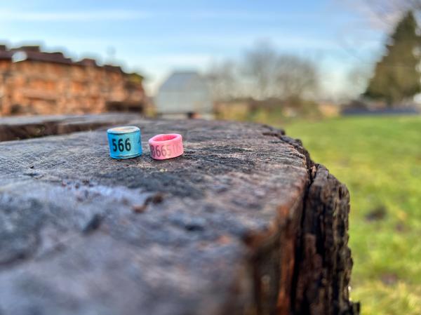 Zwei Taubenringe auf einem Baumstamm