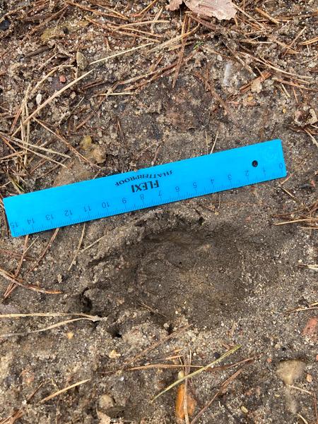 Spur eines Wolfes im Matsch