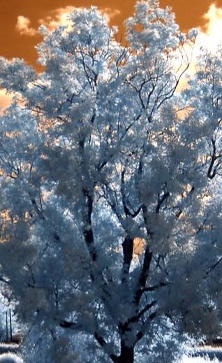 Image of a tree with blue blossoms on a cream/brown backdrop