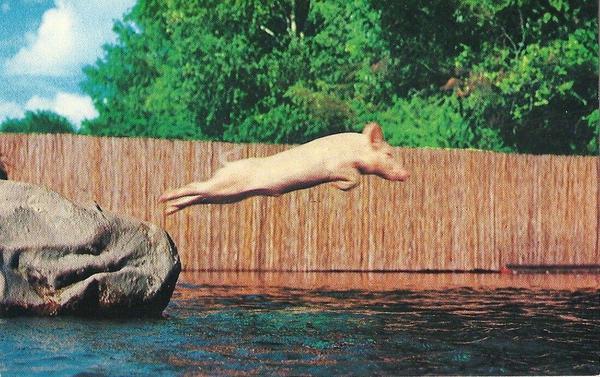 Ralph the Swimming Pig Ralph the Swimming Pig