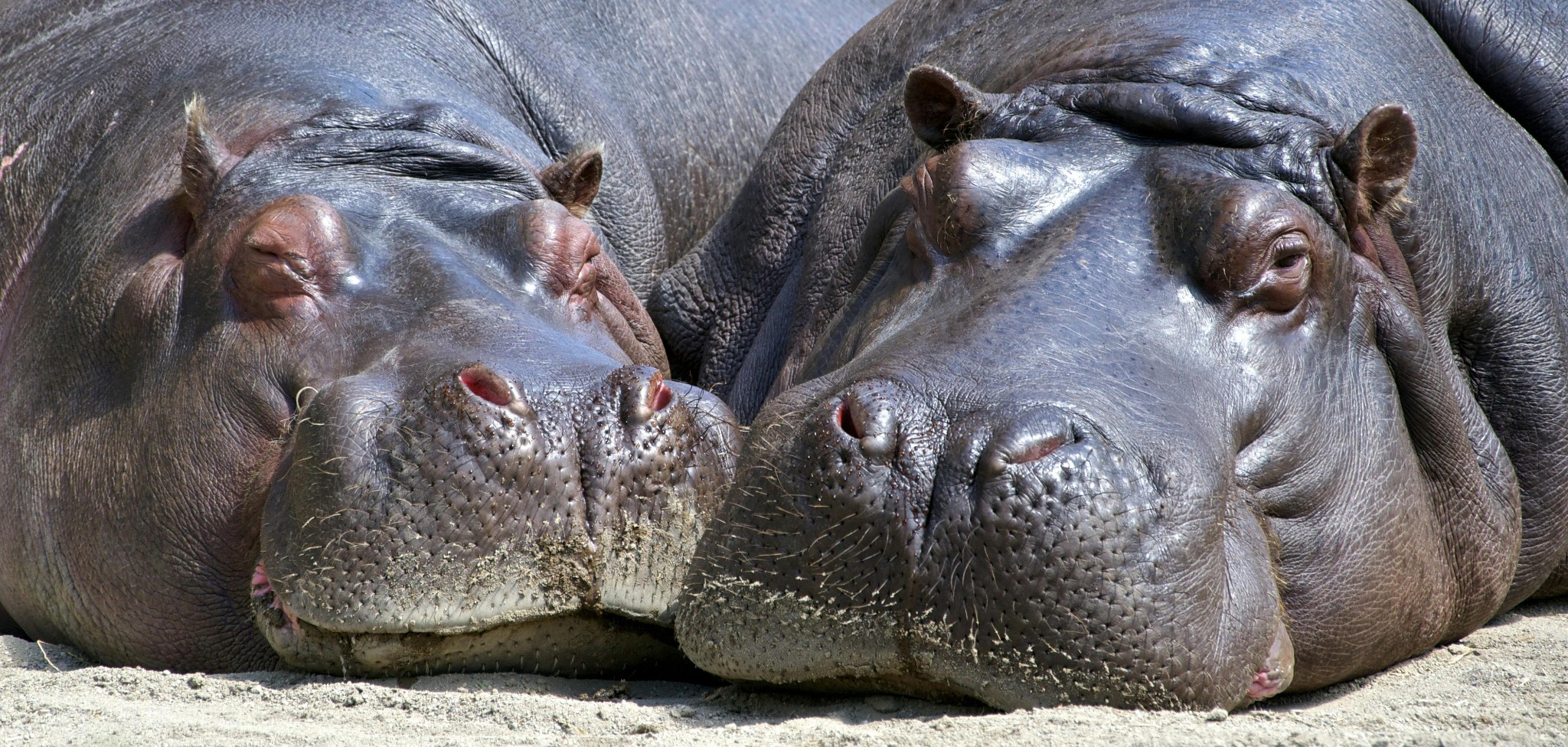 deux-hippopotames-qui-dorment