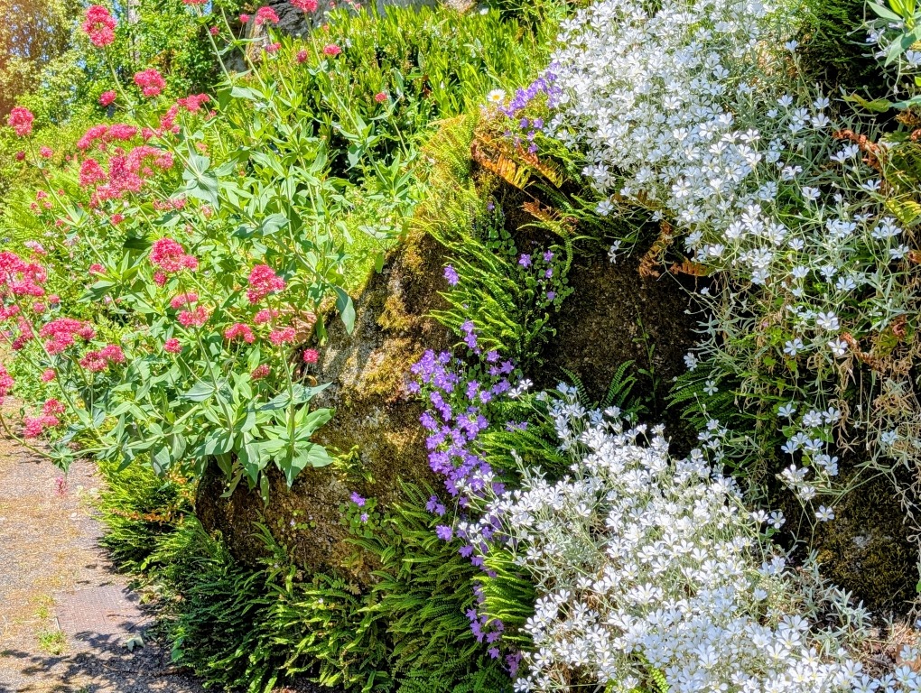 fleurs-dans-les-rocailles