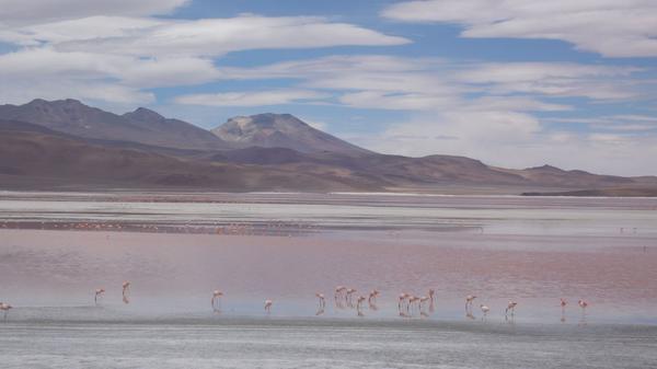 Flamands roses sur un lac de Bolivie Flamands roses sur un lac de Bolivie