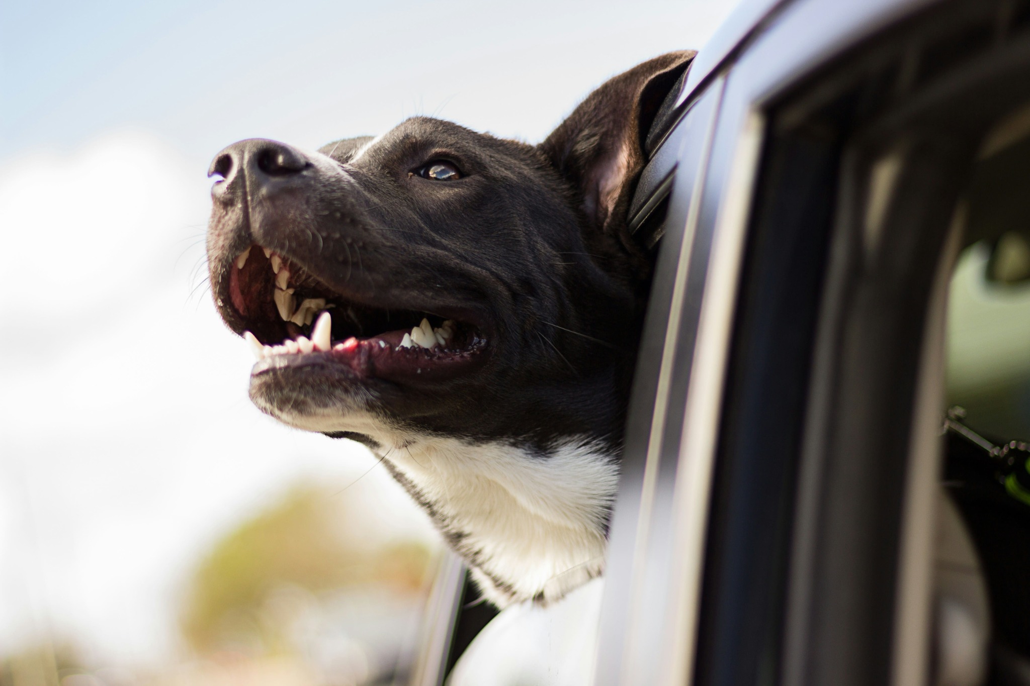 chien-a-la-fenetre-dune-voiture