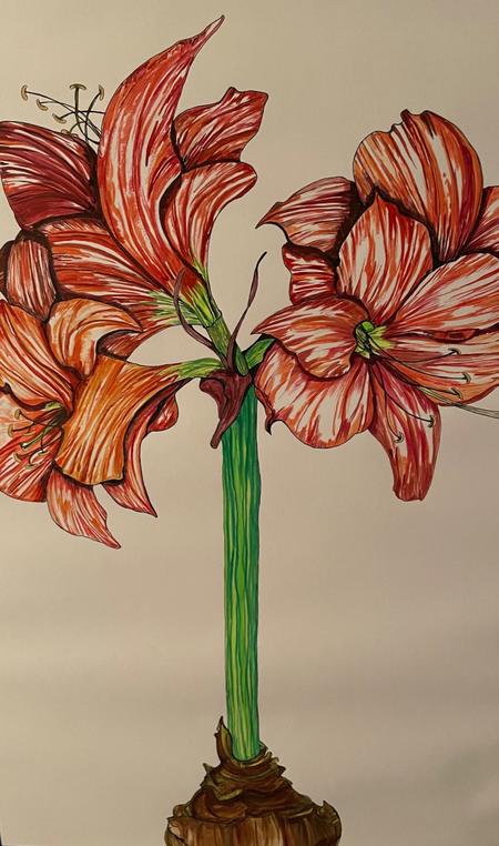 Amaryllis