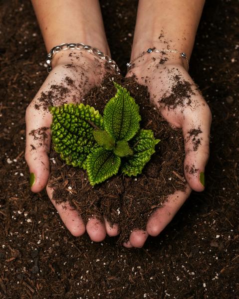 a person holding a plant in their hands.