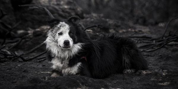 A black and white Border Collie with a soot-covered coat sits among the charred remains of a wildfire-ravaged forest, looking alert and resilient.