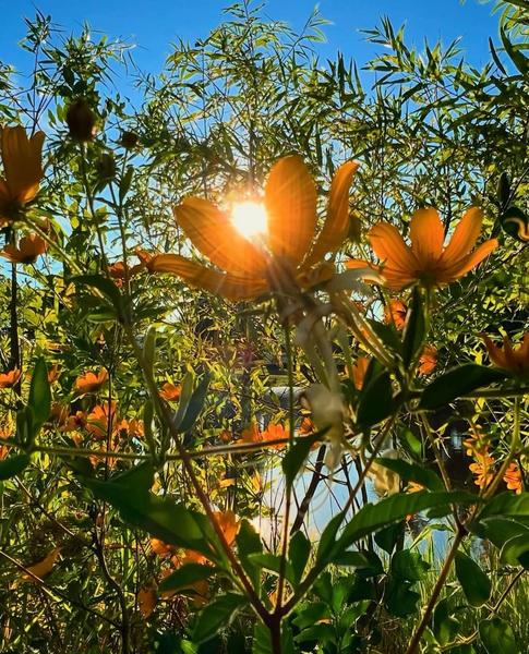 image of large orange flowers, green leaves,  blue sky