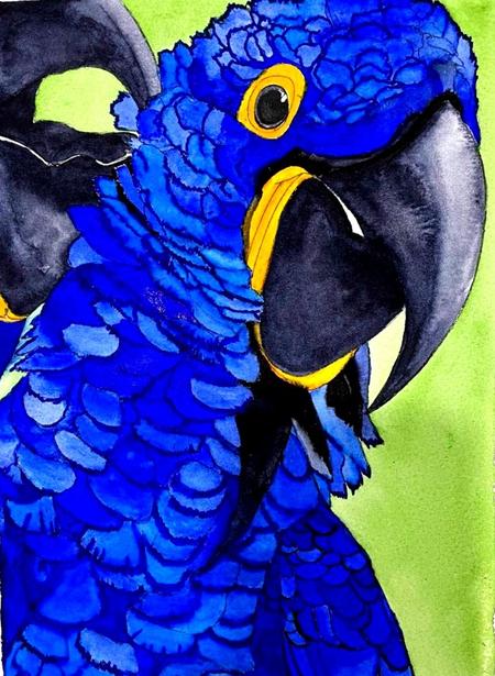 Hyacinth Macaw