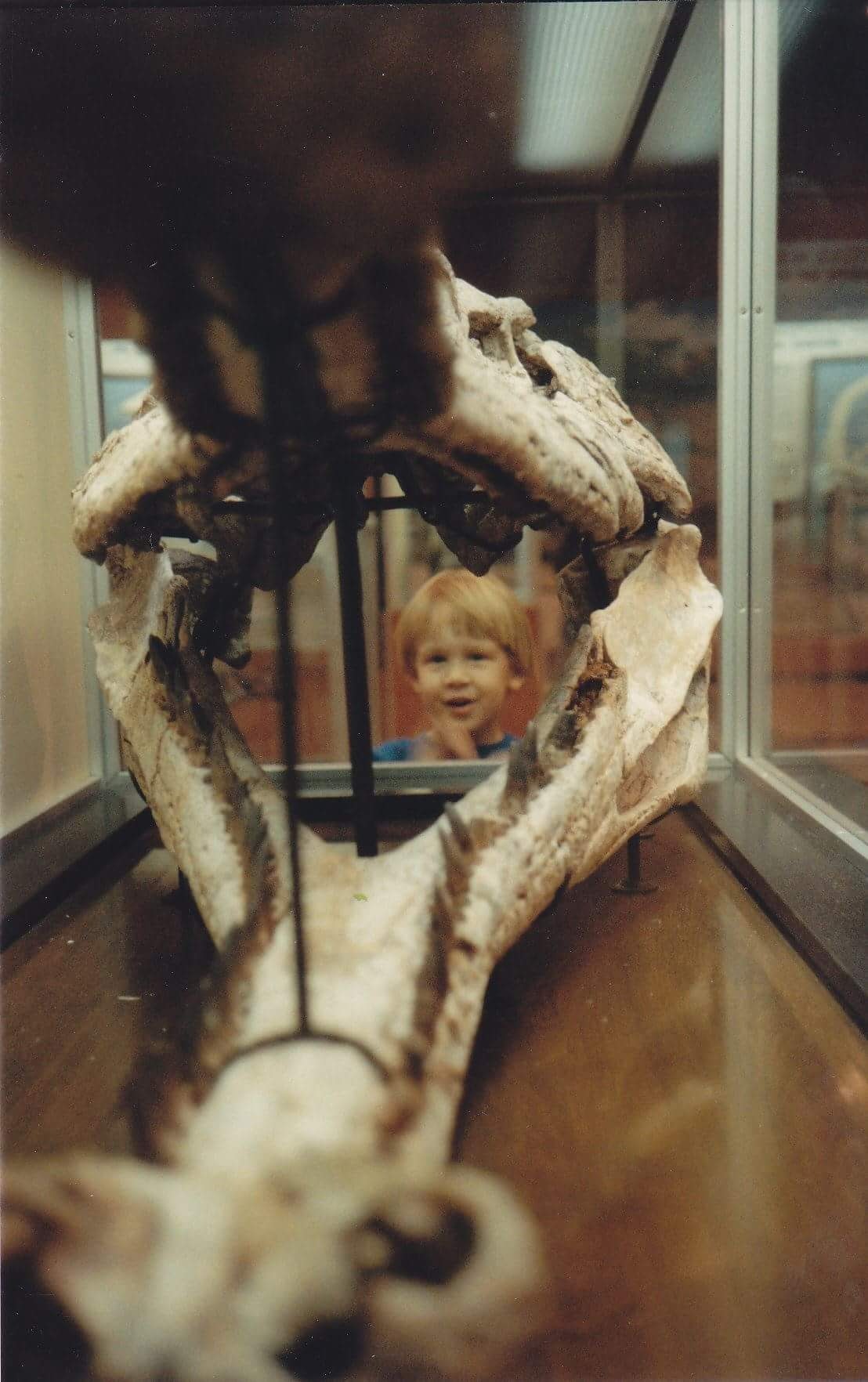 A skull in a museum, with a smiling blonde child visible on the other side of the displace case