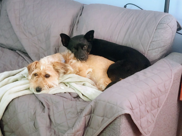 A beige dog and a black dog snuggling on the couch together
