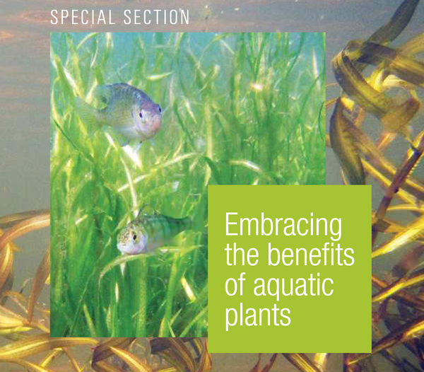Main image shows bluegill and perch in water celery and background image shows ribbon-leaf pondweed