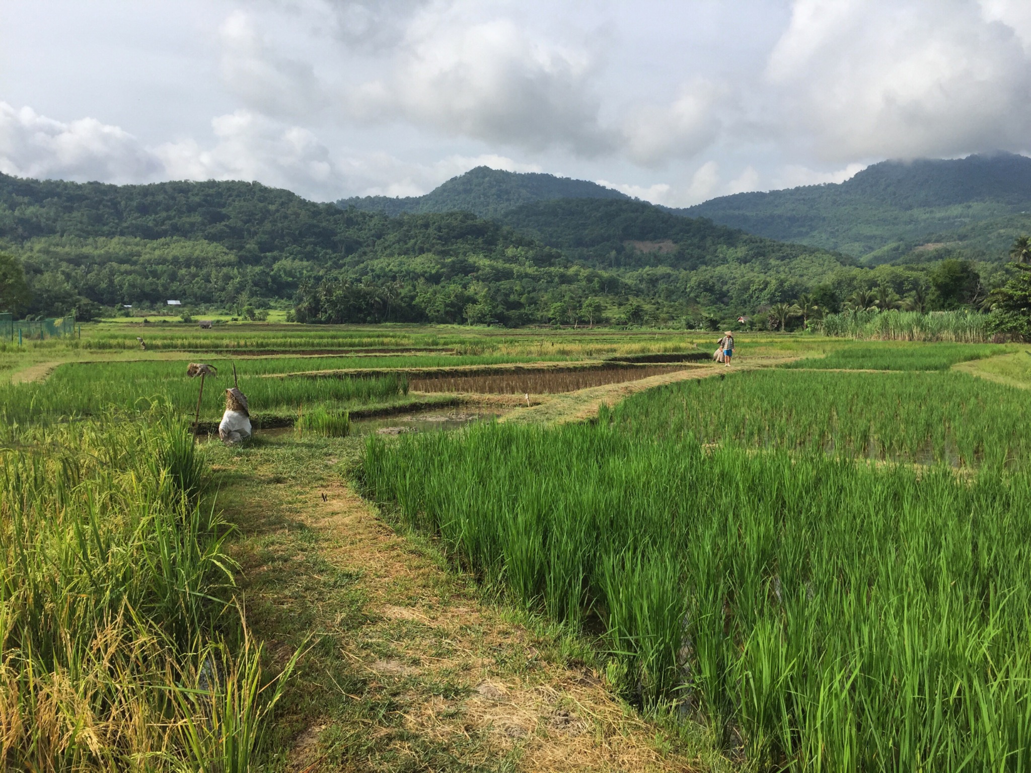 Lao rice Lao rice