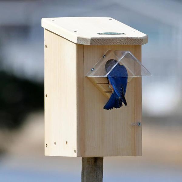 Bluebird perched on the protected entrance of a winter roosting house, under a plastic "roof." Hunched slightly and peering in, as though it's going to go in and warm up for a minute with their fellow bluebirds.