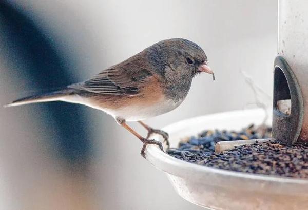 Photo of a winter junco perched on a bird feeder, eating seed. This small bird is intently looking at the feeder in front of him and to his right, almost as though he's about to "turn the page" to read the article.