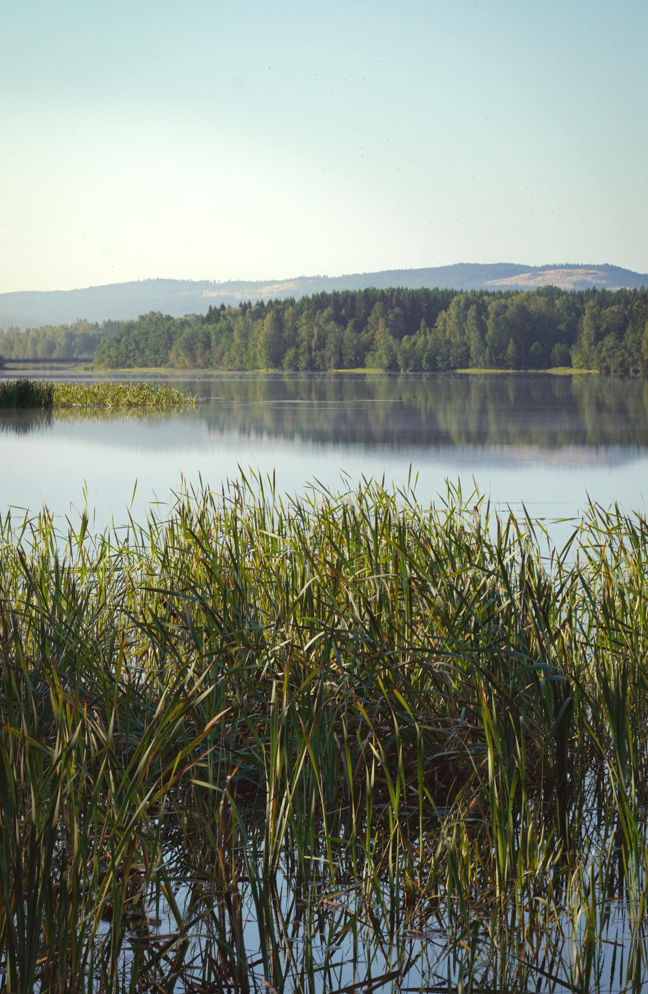 Photo of a lake on an overcast and humid day with a forest of evergreen trees lining up along the shores. Taken from the perspective of someone standing at the edge of the lake, behind the tall reeds.