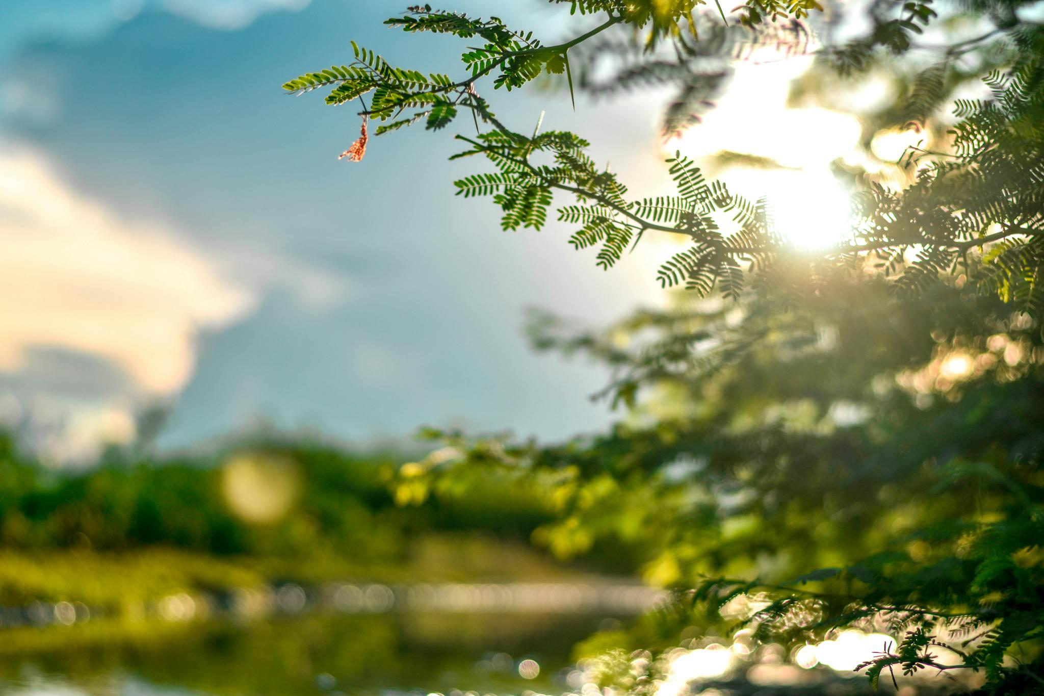 Photo of a sunny, summer day with a bright green, yet blurry view of a pond. Taken from behind an evergreen tree branch to add visual interest, while enjoying the warmth of the sun on your arms.