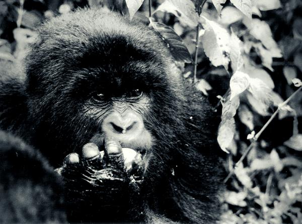 Baby mountain gorilla in forest, by Azzedine Rouichi