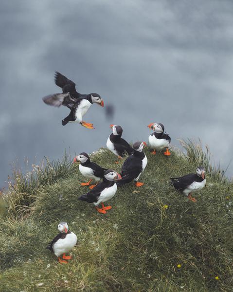 Puffins landing on grass against grey skies after hunting.