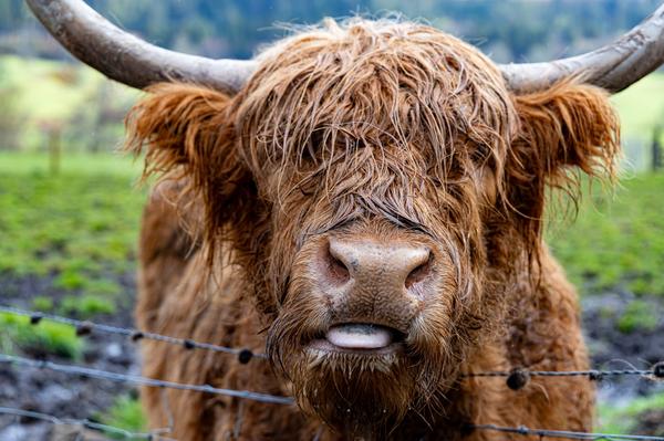 A Scottish Highland Cow sticking its tongue out