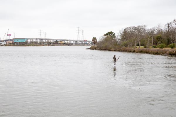 A brown pelican glides just above the water of a river near a bridge on an overcast day.