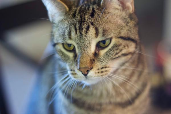 A close-up of a brown tabby cat with green eyes looking downward.