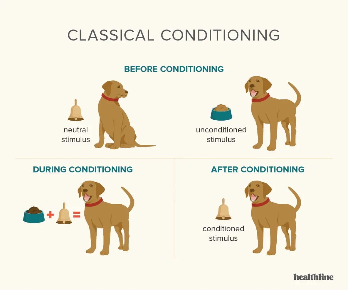 Classical Conditioning Dog Relating to Study Image