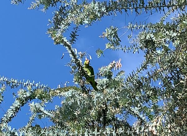 An image of a red-crowned Amazon parrot in a tree at Will Rogers State Historic Park, shot by me.