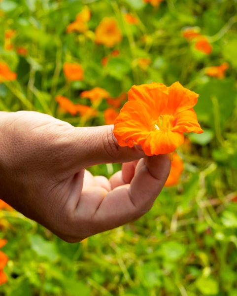 Makemake: El huerto que florece en la montaña colimense / VATEL Magazine / Text: Margot Castañeda / Photo: Ignacio Urquiza