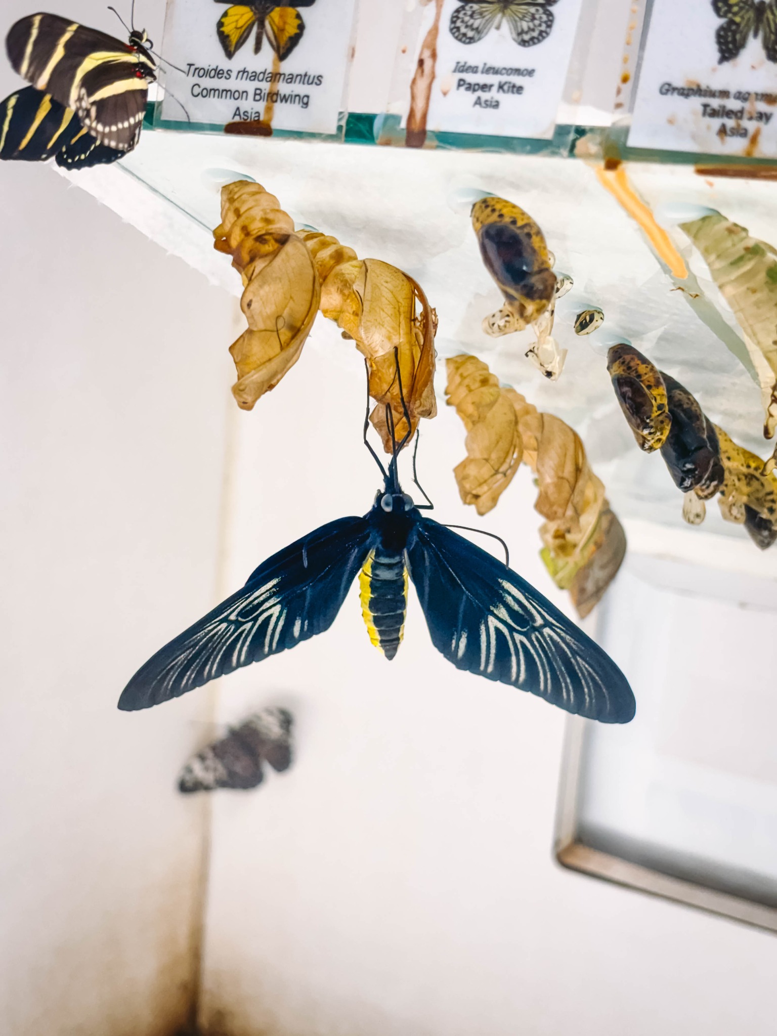 Butterflies emerging from chrysalises at Butterfly Wonderland in Scottsdale, Arizona