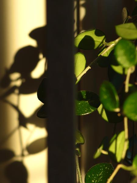 Plants half-covered in sunlight