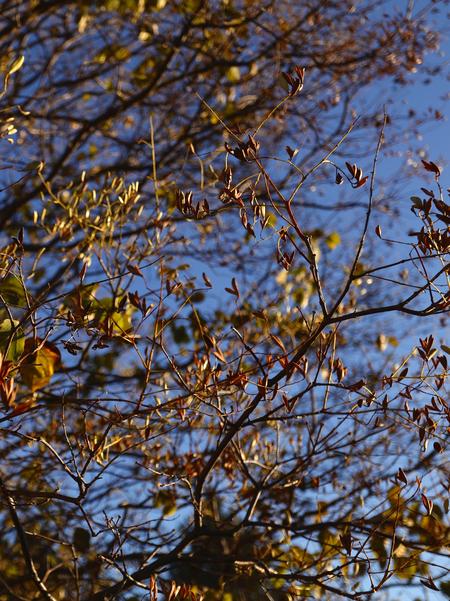 A background image of tree branches in the autumn