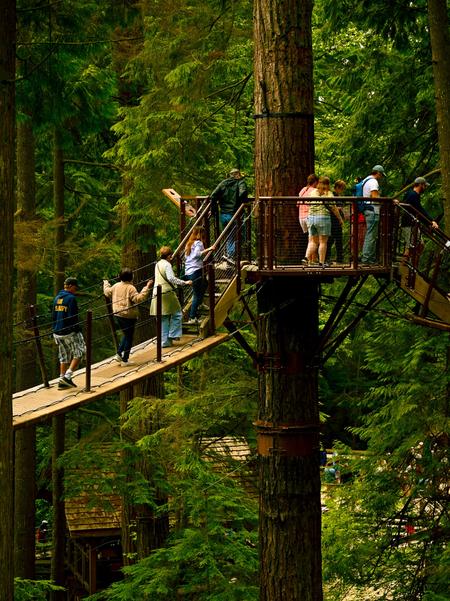 People walking across the bridges between trees in Capilano