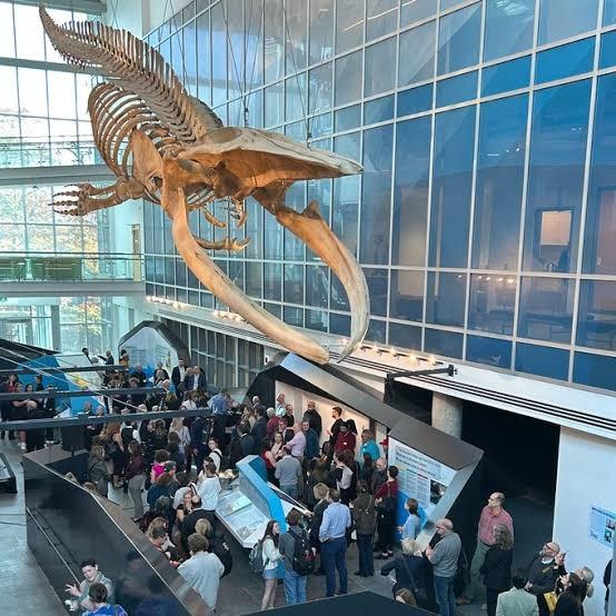 A group of tourists gathered looking at a 18-metre skeleton whale.