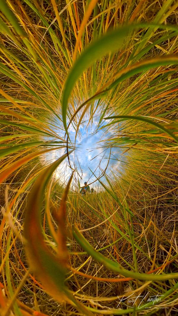 360-degree camera insect view from grass
