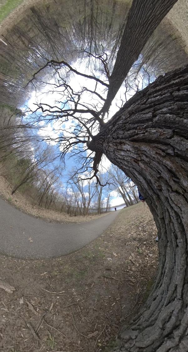 360-degree park tree view