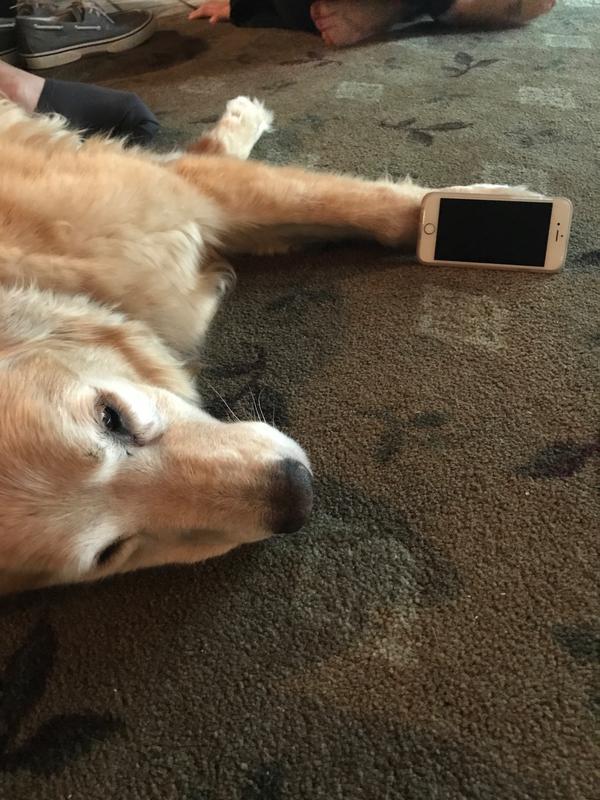 dog taking photo selfie