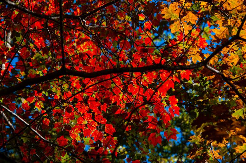autumn tree vibrant colors