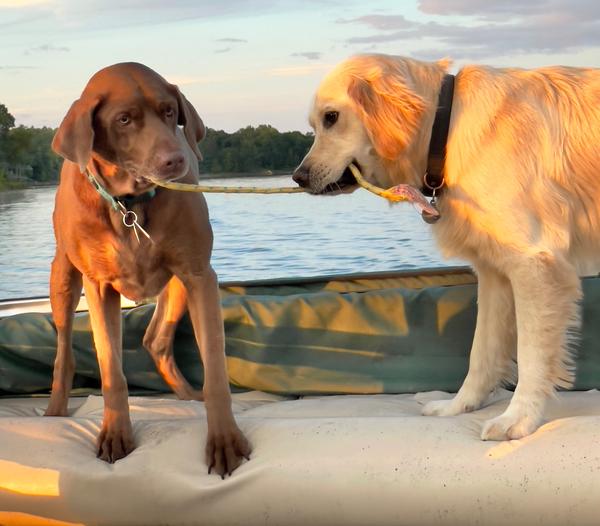 two dogs tug-of-war on boat