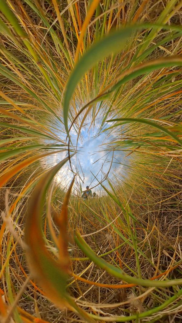 insect view from pasture grass
