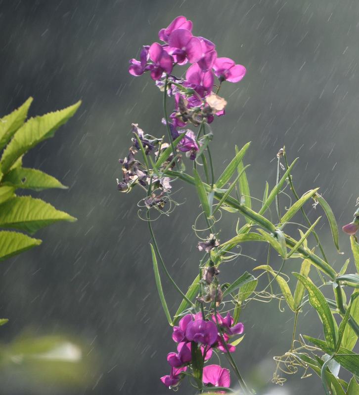 rainy day flowers in nature