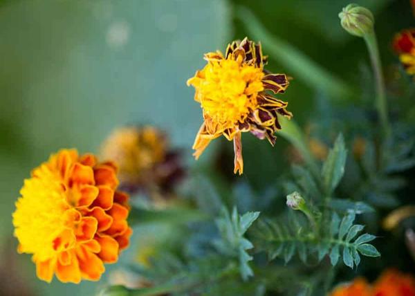 One dead, one alive marigold bloom.