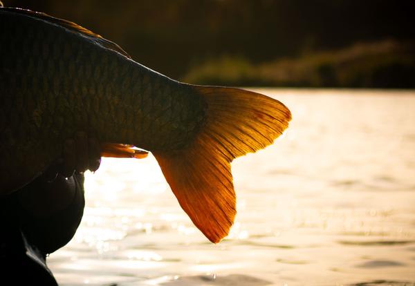 Fish Tail. Photographed by Lowes Creative Media