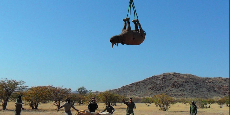 Rhino blindfolded relocated by helicopter