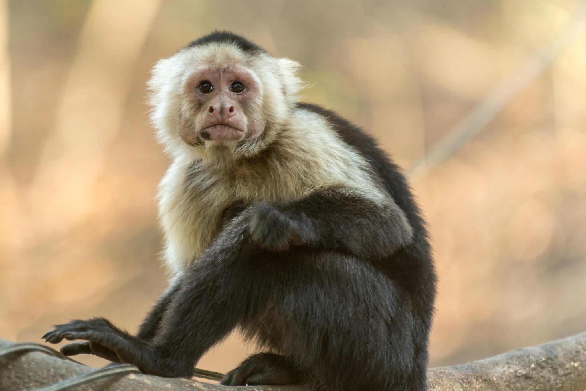 White-faced Capuchin monkey