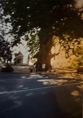 The Trsteno Tree circa 1990