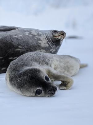 Weddell seal and pup